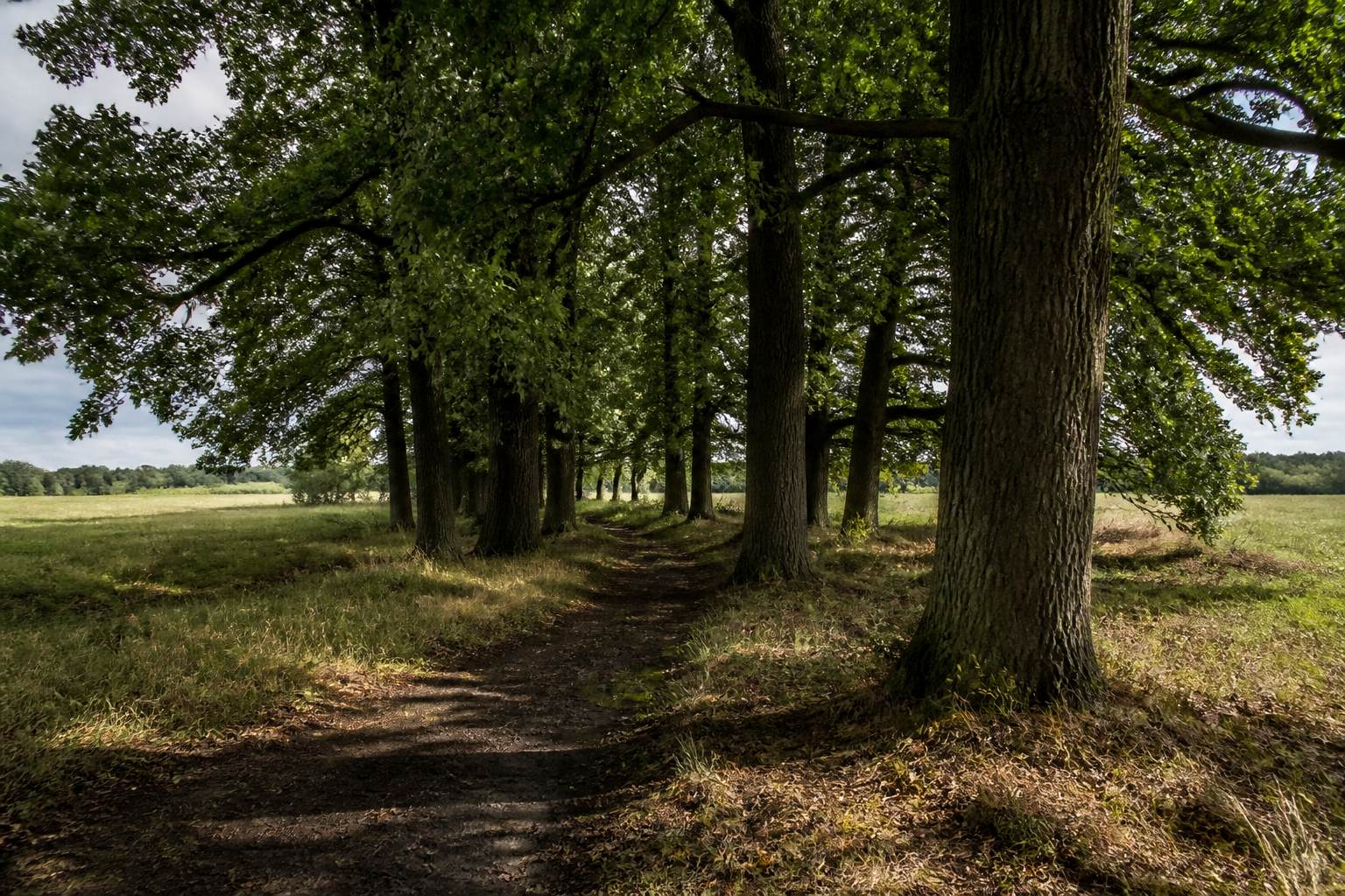 Dark oak grove standing as an island in pale Lower Saxony meadows