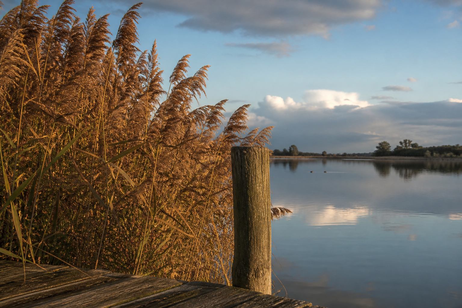 Bronze reed beds in evening light on a Lower Saxony lake shore